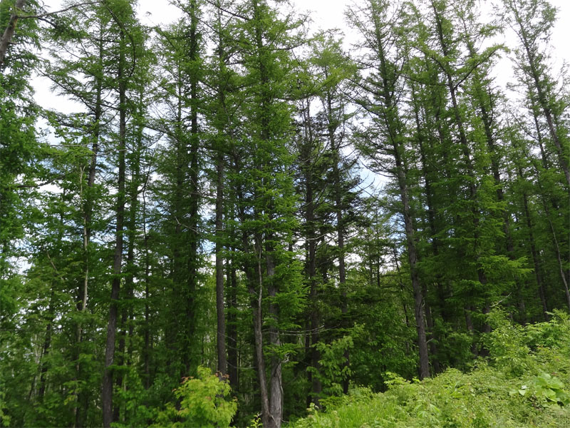 пихта сахалинская