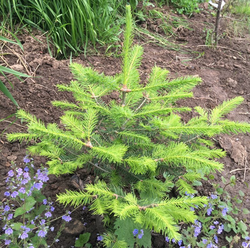 пихта сахалинская