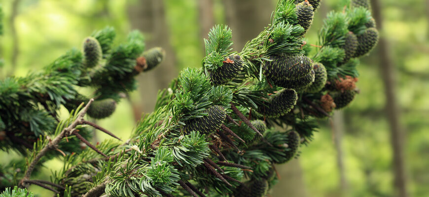 пихта сахалинская